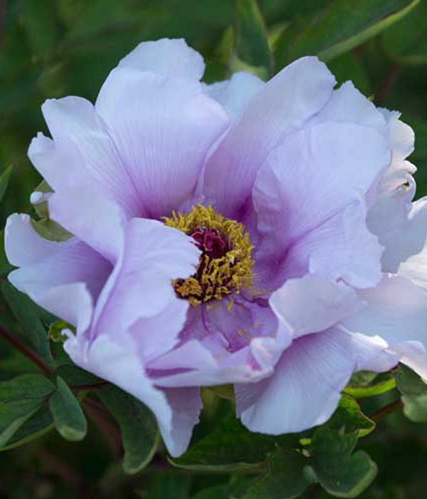 Peonia arborea - Fioritura di pesco () | Centro Botanico Moutan